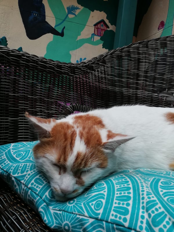 Mickey the ginger and white cat