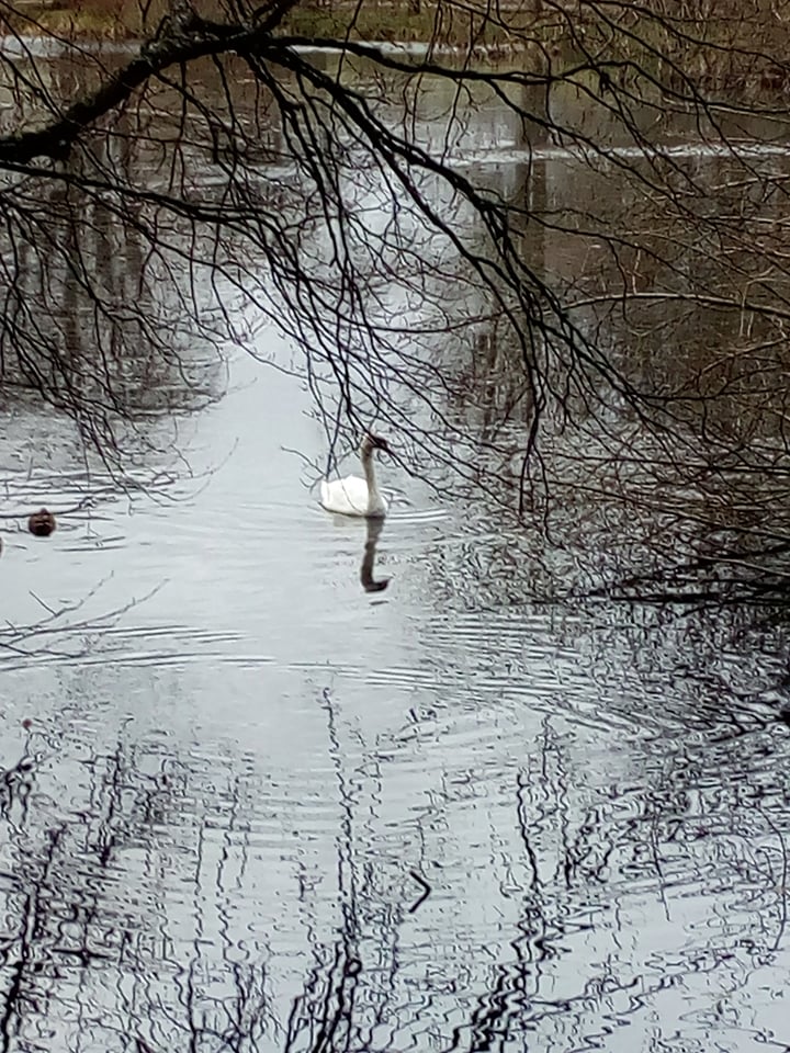 Lake with swan