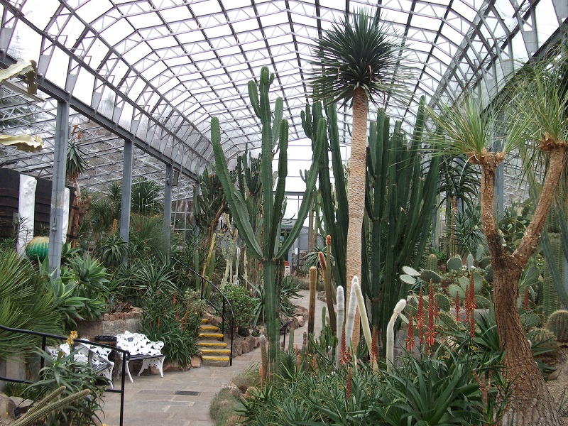 The Arid House at Duthie Park with many tall cacti