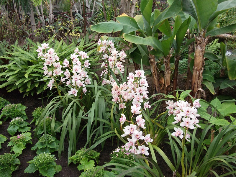 Flowers at Duthie Park