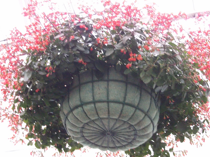 A hanging basket of pink flowers
