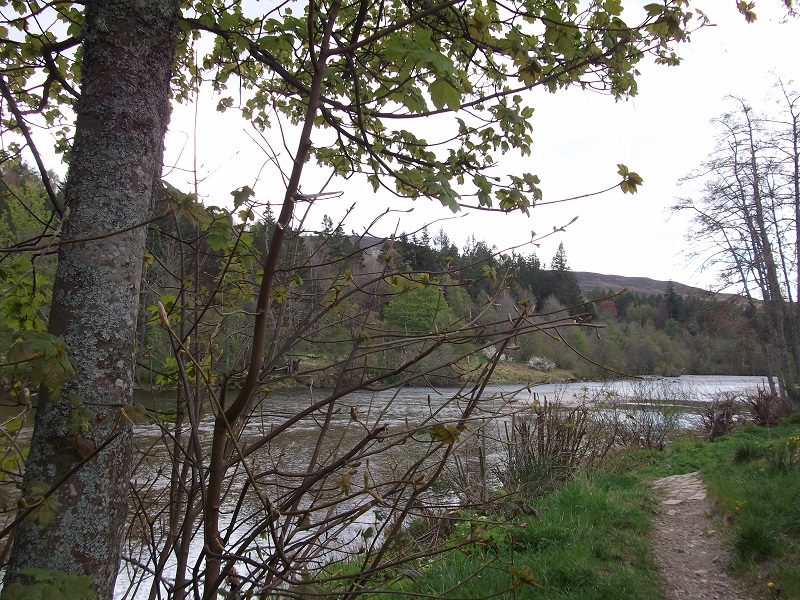 River Dee seen through trees