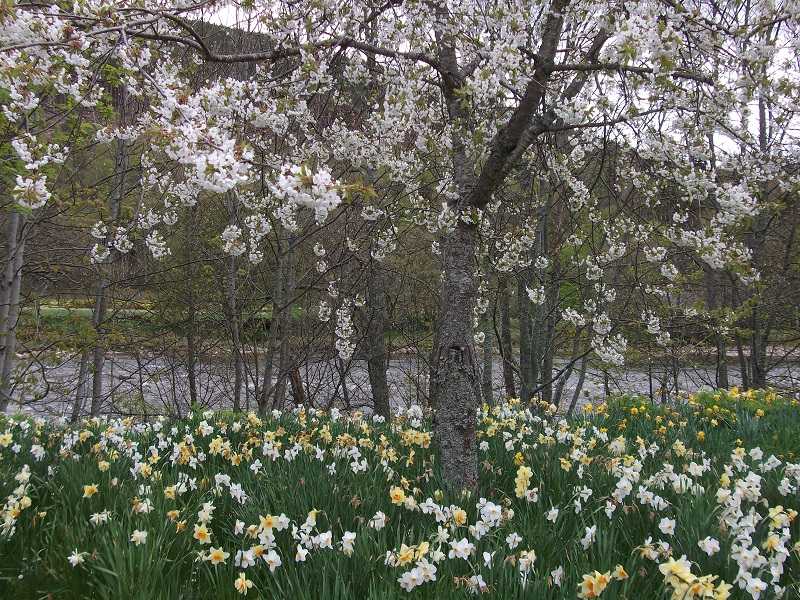 daffodils and blossom tree in front of River Dee