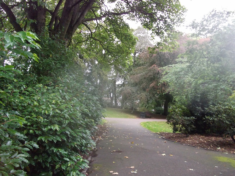 a path surrounded by trees
