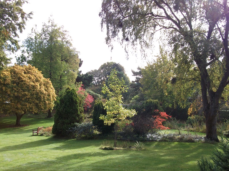 sunlit view of trees and shrubs