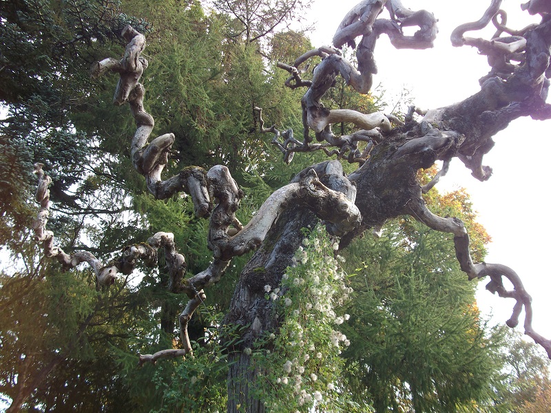 old tree with gnarled branches