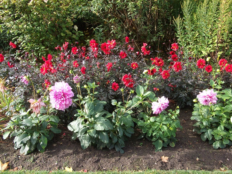 red and pink flowers