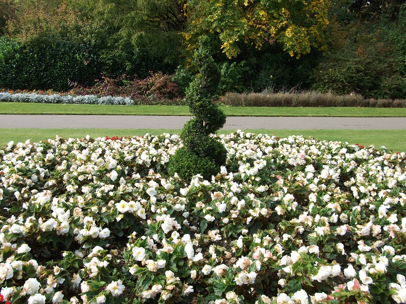 white flowerbed