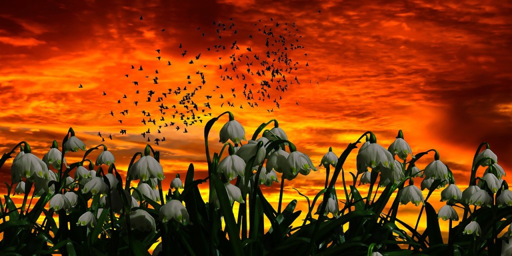 snowdrops against a backdrop of a sunset and birds in the sky
