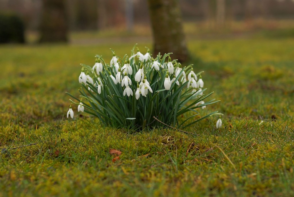 snowdrops with trees behind