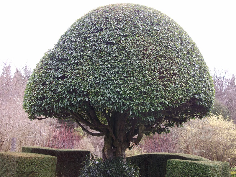 a sculpted tree