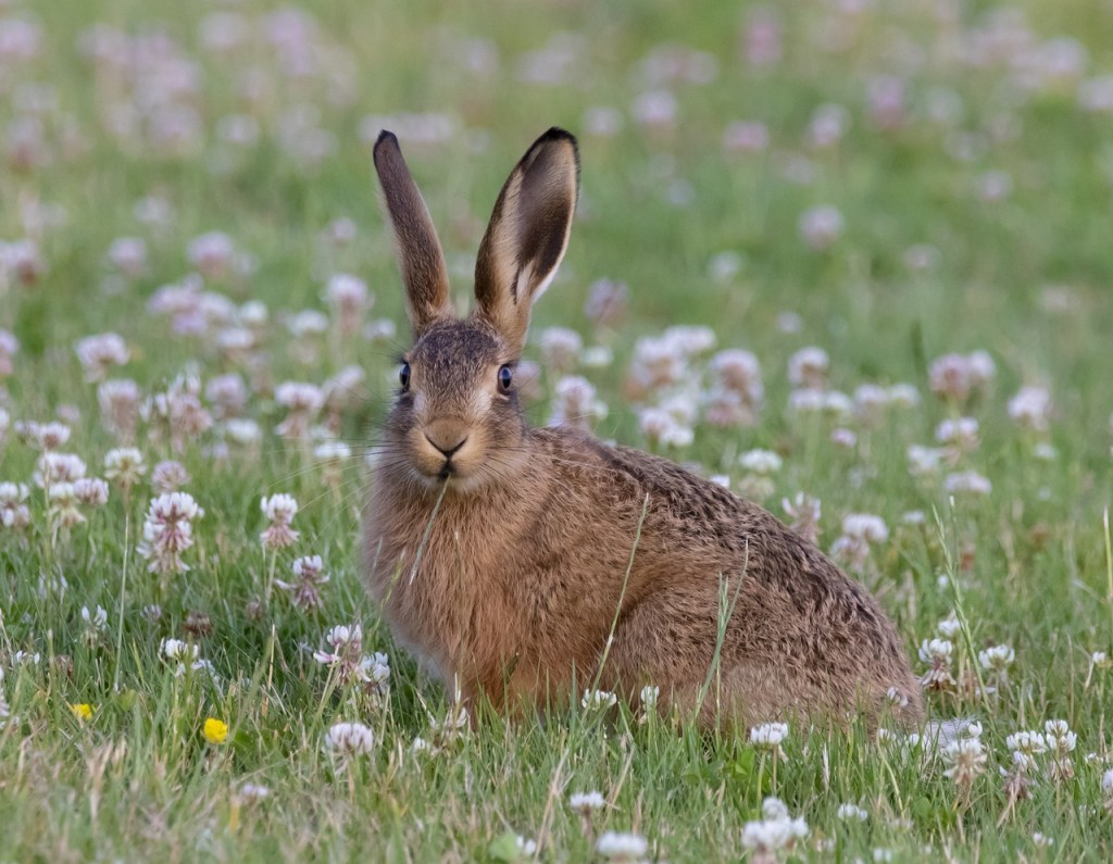 a young fare in a field of clover