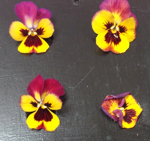 yellow and purple pansies