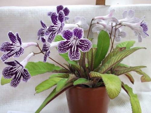 blue and white flowers