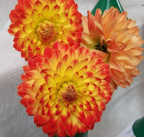 orange and yellow flowers