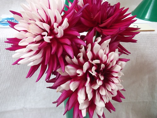 magenta pink flowers