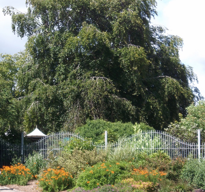 A large tree with orange flowering shrubs beneath