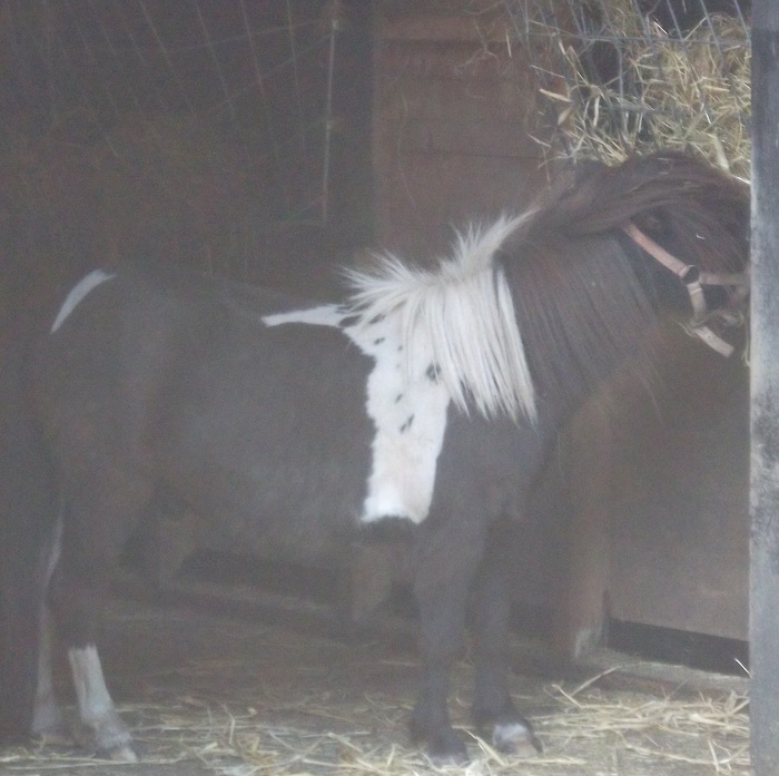 a brown and white shetland pony