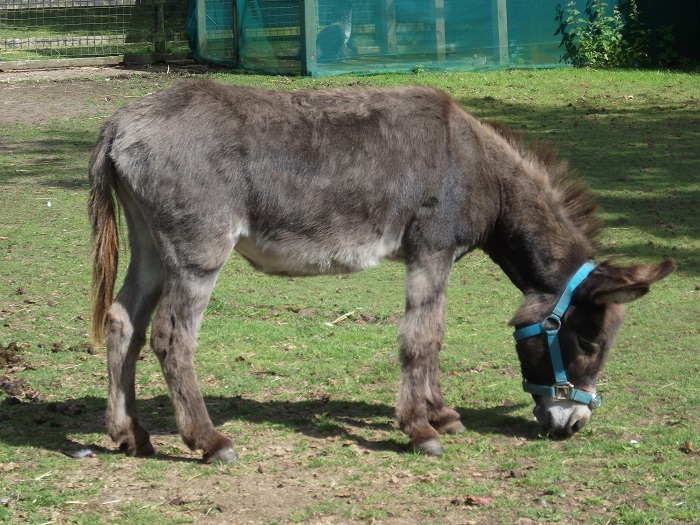 A brown donkey