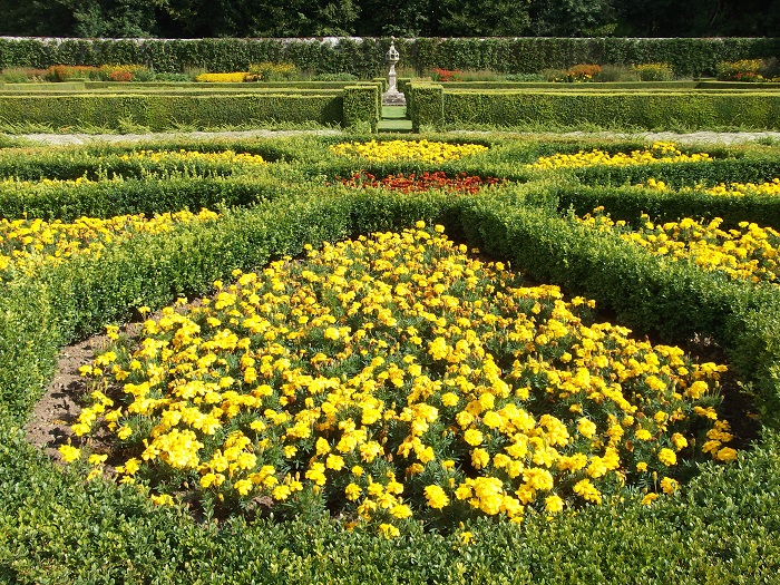 yellow flowers surrounded by box hedge
