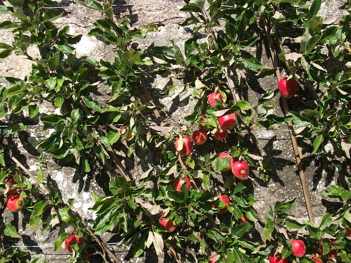 red apples on tree branches against a wall