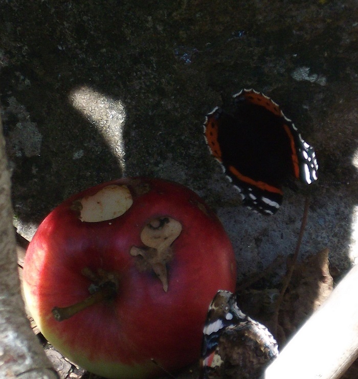 a pair of butterflies on and next to an apple