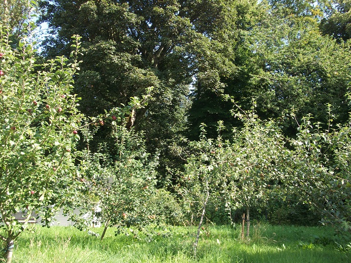 a scene of trees in a wild orchard