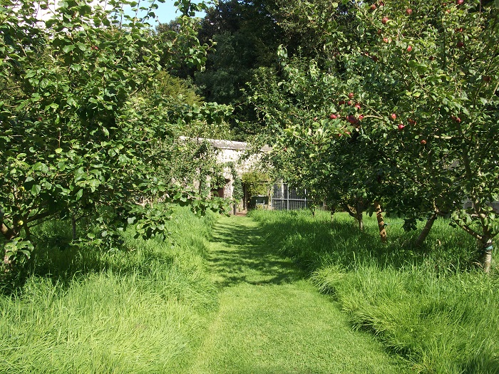 a path between trees in a wild orchard
