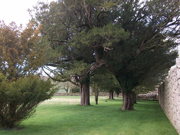 mature trees next to a brick wall