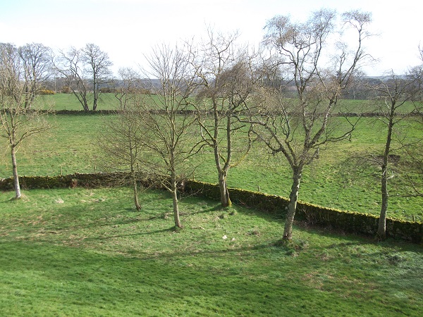 trees surrounded by a lawn and low brick wall