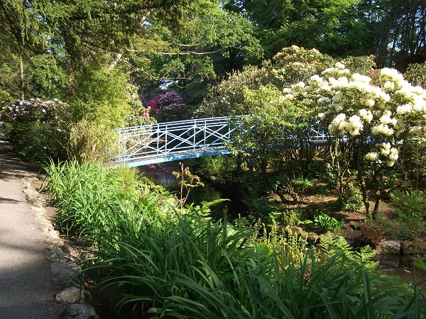 a small blue bridge surrounded by trees and white rhododendron bushes