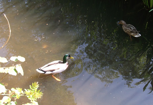 A white duck with green head and a brown duck