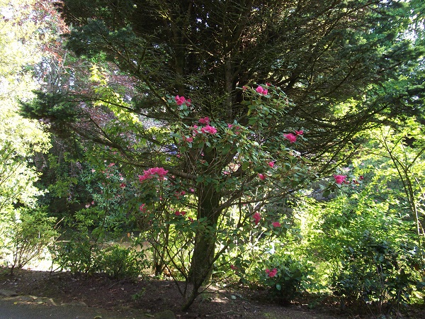 a tree and a pink rhododendron bush