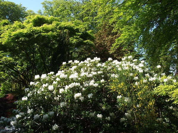 A white rhododendron bush surrounded by trees