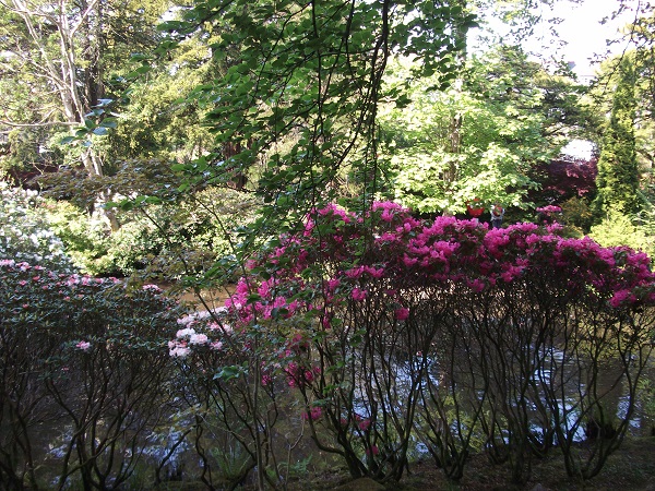 A pink rhododendron bush surrounded by trees