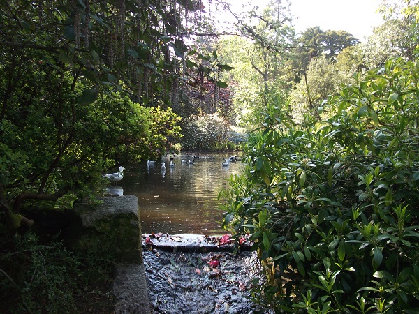 Seagulls and ducks in a pond surrounded by trees and bushes