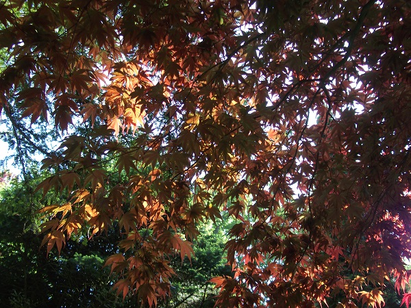brown tree leaves from below with the sun shining through them