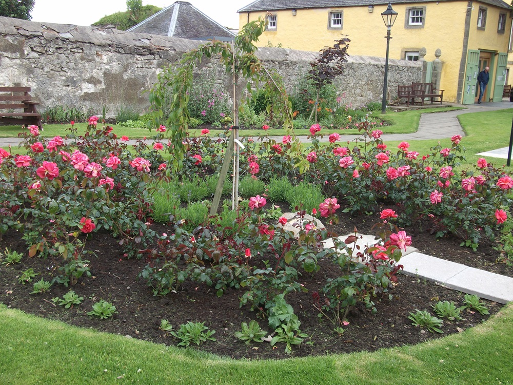 a bed of pink roses