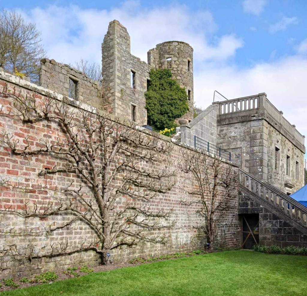 a ruined castle above a wall with espaliered trees