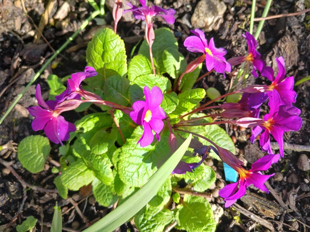 small magenta pink flowers