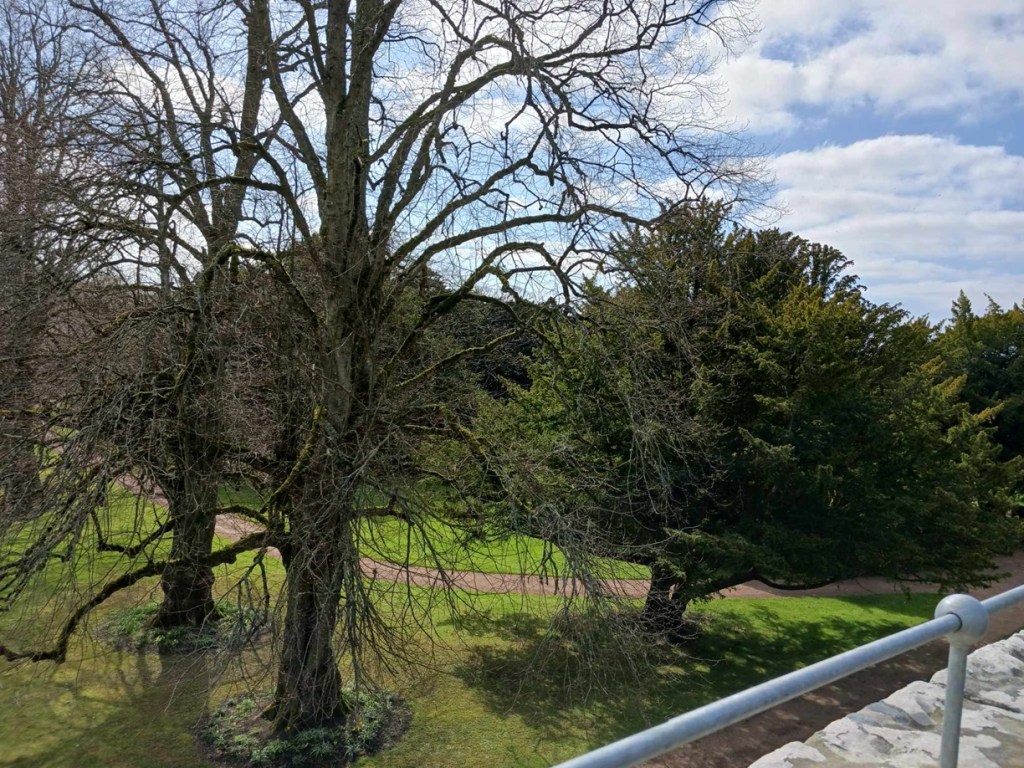 large trees with long branches