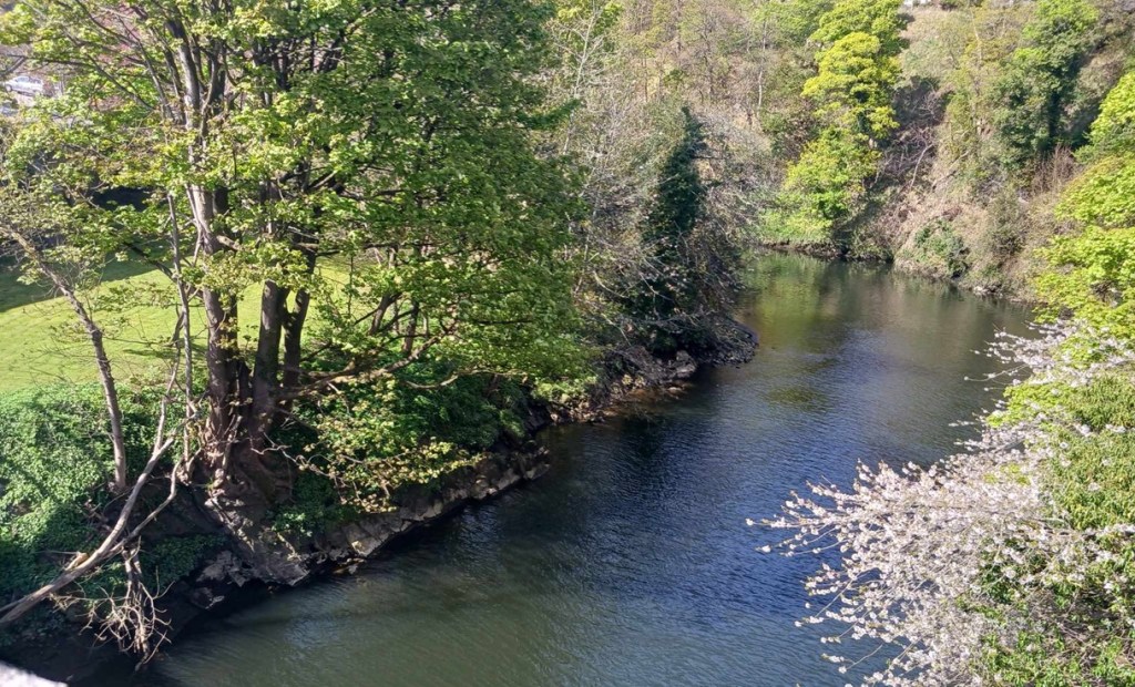 A river with trees on either side
 