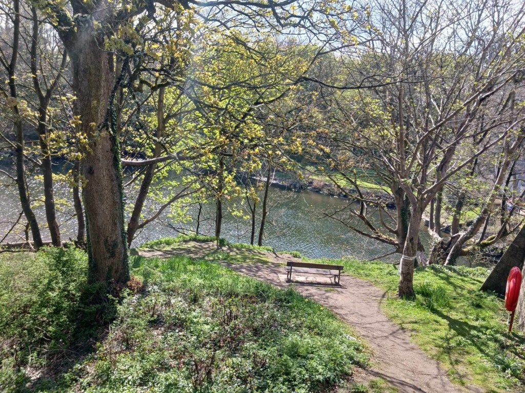 A bench and trees in front of a river