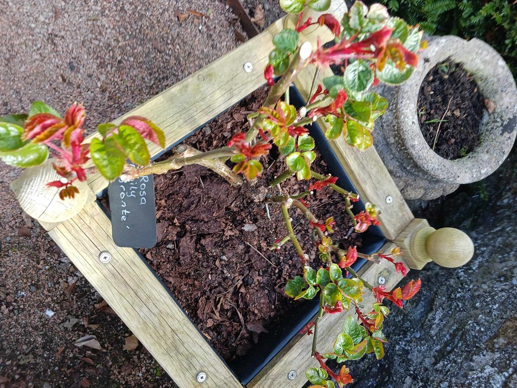 Emily Bronte roses in a square pot