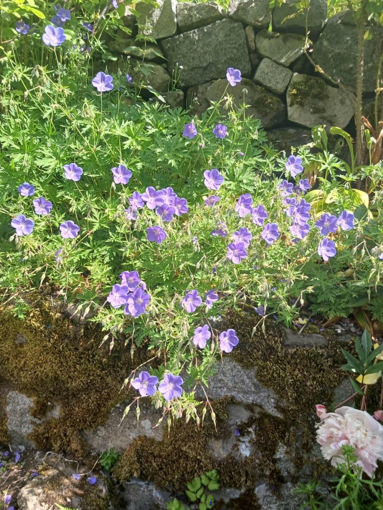 Blue flowers on an old stone wall