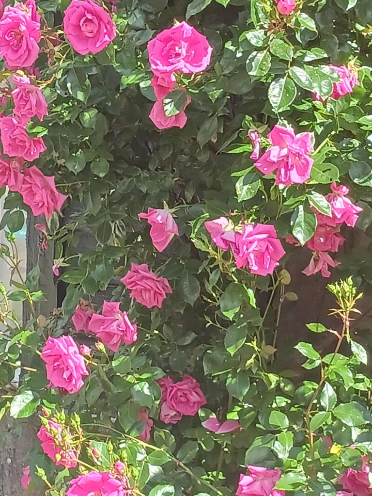 Magenta pink roses