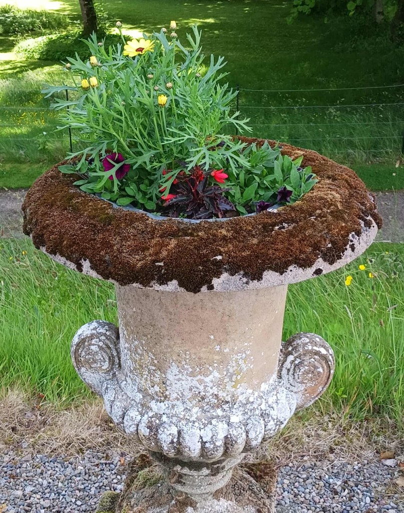 An old stone urn with lichen on its rim and yellow flowers inside