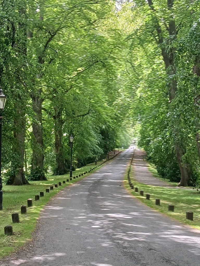 A narrow road overhung by tall trees with intersecting branches