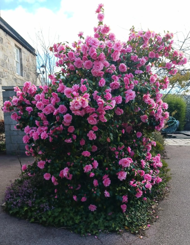 A bright pink flowering tree
